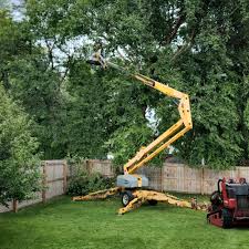 Best Tree Removal Services  in Croydon, PA